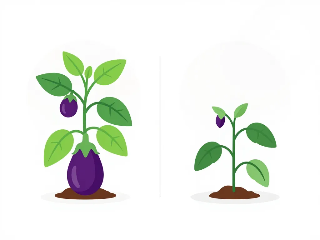 peut-on garder un pied d'aubergine d'une année sur l'autre avantages limites