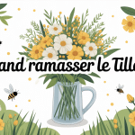 Illustration récolte tilleul été