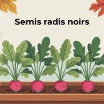 Illustration du semis radis noir en automne