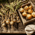quand récolter les oignons sur table de jardin